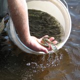 1-year-old perch being stocked in McDill Pond