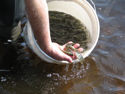 1-year-old perch being stocked in McDill Pond 1-year-old perch being stocked in McDill Pond