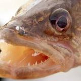 Walleye 
