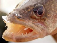 Walleye Walleye