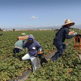 Field workers pick strawberries in Oxnard, California, April 16, 2013. In California, laborers from Mexico and Central America help make it 
