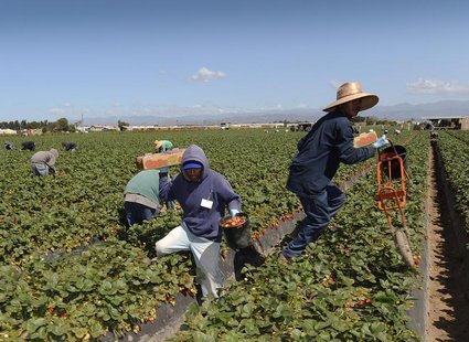 Field workers pick strawberries in Oxnard, California, April 16, 2013. In California, laborers from Mexico and Central America help make it Field workers pick strawberries in Oxnard, California, April 16, 2013. In California, laborers from Mexico and Central America help make it