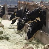 Cows eating hay on a Midwest dairy farm. (Reuters)