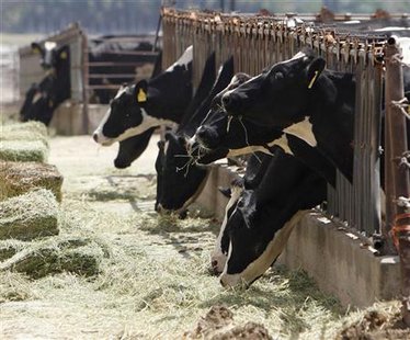 Cows eating hay on a Midwest dairy farm. (Reuters) Cows eating hay on a Midwest dairy farm. (Reuters)