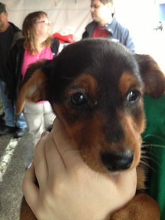 Clay County Humane Society puppy up for adoption Clay County Humane Society puppy up for adoption