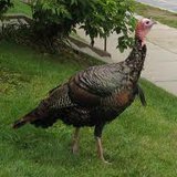 Wild turkey Wild turkey
