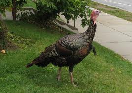 Wild turkey Wild turkey