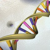 A DNA double helix is seen in an undated artist's illustration released by the National Human Genome Research Institute to Reuters on May 15 A DNA double helix is seen in an undated artist's illustration released by the National Human Genome Research Institute to Reuters on May 15