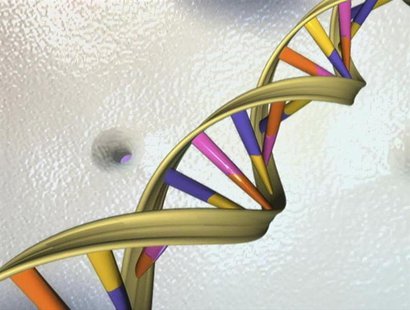 A DNA double helix is seen in an undated artist's illustration released by the National Human Genome Research Institute to Reuters on May 15 A DNA double helix is seen in an undated artist's illustration released by the National Human Genome Research Institute to Reuters on May 15
