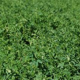 Alfalfa field Alfalfa field