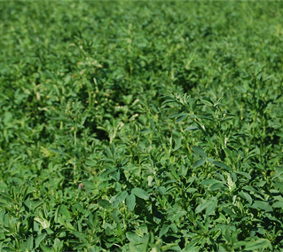 Alfalfa field Alfalfa field