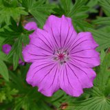 Flower Flower