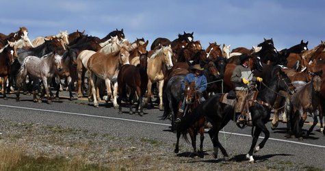 Wranglers lead a herd of wild horses during Montana Horses' annual horse drive outside Three Forks, Montana, May 6, 2012. REUTERS/Jim Urquha Wranglers lead a herd of wild horses during Montana Horses' annual horse drive outside Three Forks, Montana, May 6, 2012. REUTERS/Jim Urquha