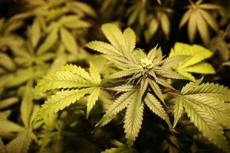 A marijuana plant is shown at Oaksterdam University, a trade school for the cannabis industry, in Oakland, California July 23, 2009. REUTERS A marijuana plant is shown at Oaksterdam University, a trade school for the cannabis industry, in Oakland, California July 23, 2009. REUTERS