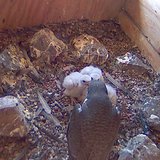 Peregrine Falcons at Weston Power Plant 2013
