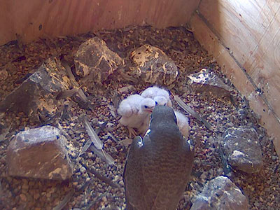 Peregrine Falcons at Weston Power Plant 2013 Peregrine Falcons at Weston Power Plant 2013