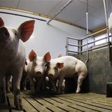 Pigs stay in their box beside a food dispenser (R) at a pig farm in Bockel between Bremen and Hamburg January 14, 2011. REUTERS/Christian Ch