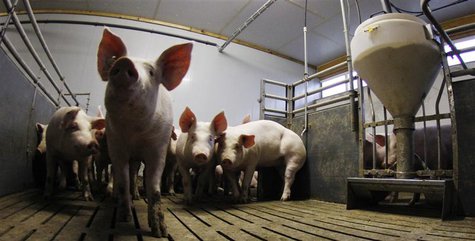 Pigs stay in their box beside a food dispenser (R) at a pig farm in Bockel between Bremen and Hamburg January 14, 2011. REUTERS/Christian Ch Pigs stay in their box beside a food dispenser (R) at a pig farm in Bockel between Bremen and Hamburg January 14, 2011. REUTERS/Christian Ch