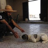 A Free Syrian Army fighter plays with a dog near Nairab military airport in Aleppo June 12, 2013. REUTERS/Hamid Khatib A Free Syrian Army fighter plays with a dog near Nairab military airport in Aleppo June 12, 2013. REUTERS/Hamid Khatib
