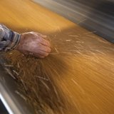 Dan Lizee, operation manager, picks up a handful of wheat off the conveyor belts that transfer wheat from trains to cargo ships at the Allia