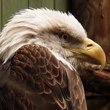 Bald Eagle file photo