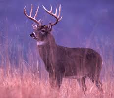 deer deer