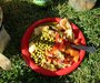 Food poisoning can spoil summer picnics and cookouts but simple precautions can prevent it, says a state health official.  (commons.wikimedia.org)