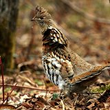 Ruffed Grouse (courtesy of Flickr).