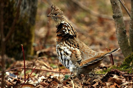 Ruffed Grouse (courtesy of Flickr). Ruffed Grouse (courtesy of Flickr).