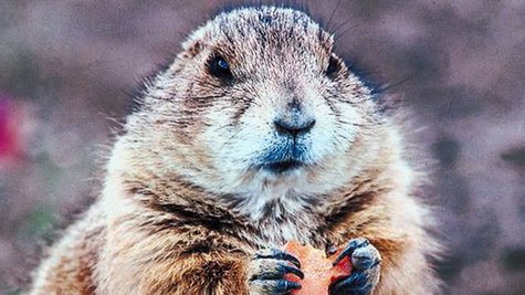 Gopher Gopher