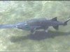 Paddlefish 