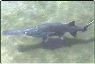 Paddlefish 