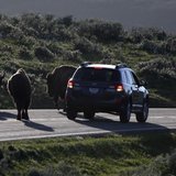 A car is stopped by a herd of bison crossing the highway in Yellowstone National Park, Wyoming, June 8, 2013. REUTERS/Jim Urquhart