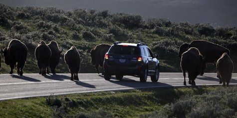 A car is stopped by a herd of bison crossing the highway in Yellowstone National Park, Wyoming, June 8, 2013. REUTERS/Jim Urquhart A car is stopped by a herd of bison crossing the highway in Yellowstone National Park, Wyoming, June 8, 2013. REUTERS/Jim Urquhart