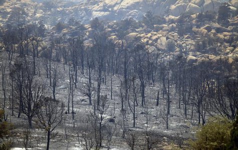 Charred trees burnt during the Doce Fire stand along a mountain side in Yavapai County, Arizona June 19, 2013. REUTERS/Joshua Lott Charred trees burnt during the Doce Fire stand along a mountain side in Yavapai County, Arizona June 19, 2013. REUTERS/Joshua Lott