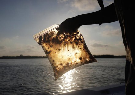 A man holds a plastic bag with oil from the Gulf of Mexico oil spill south of Freemason Island, Louisiana May 7, 2010. REUTERS/Carlos Barria A man holds a plastic bag with oil from the Gulf of Mexico oil spill south of Freemason Island, Louisiana May 7, 2010. REUTERS/Carlos Barria