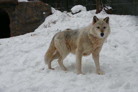 Cohen the wolf Cohen the wolf