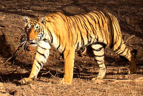 Tiger file photo Tiger file photo