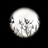 Spring buds are silhouetted against the rising full moon in Washington, March 19, 2011.REUTERS/Hyungwon Kang Spring buds are silhouetted against the rising full moon in Washington, March 19, 2011.REUTERS/Hyungwon Kang