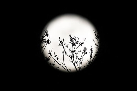 Spring buds are silhouetted against the rising full moon in Washington, March 19, 2011.REUTERS/Hyungwon Kang Spring buds are silhouetted against the rising full moon in Washington, March 19, 2011.REUTERS/Hyungwon Kang