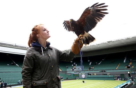 Imogen Davis poses for a photograph with Rufus, a Harris Hawk used at the Wimbledon Tennis Championships to scare away pigeons, in London Ju Imogen Davis poses for a photograph with Rufus, a Harris Hawk used at the Wimbledon Tennis Championships to scare away pigeons, in London Ju