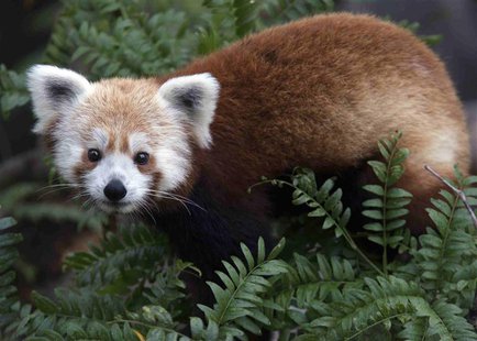 An endangered red panda named Rusty is seen in this undated handout photo released by the Smithsonian National Zoo June 24, 2013. REUTERS/Ab An endangered red panda named Rusty is seen in this undated handout photo released by the Smithsonian National Zoo June 24, 2013. REUTERS/Ab