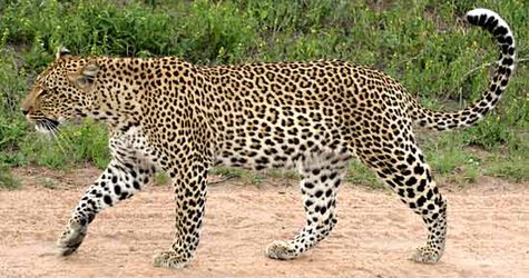 Leopard file photo Leopard file photo