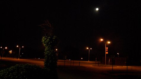 Peacock on campus admires moon Peacock on campus admires moon