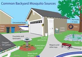 mosquitographic.jpg mosquitographic.jpg