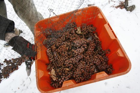 Winemaker Romeo Meale hand picks frozen ice-wine grapes missed by a mechanical harvester under ideal -10 degrees Celsius temperatures at Kon Winemaker Romeo Meale hand picks frozen ice-wine grapes missed by a mechanical harvester under ideal -10 degrees Celsius temperatures at Kon