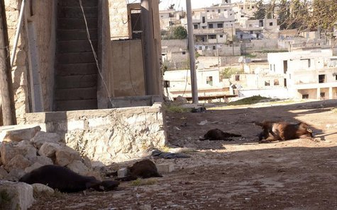 Animal carcasses lie on the ground, killed by what residents said was a chemical weapon attack on Tuesday, in Khan al-Assal area near the no Animal carcasses lie on the ground, killed by what residents said was a chemical weapon attack on Tuesday, in Khan al-Assal area near the no