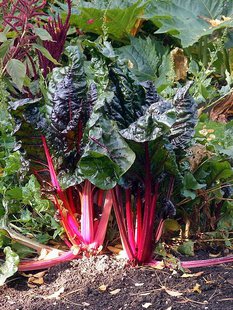 rhubarb rhubarb