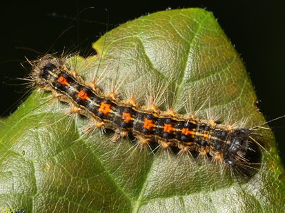 Gypsy Moth Caterpillar Gypsy Moth Caterpillar