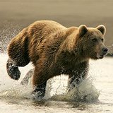 bear bear